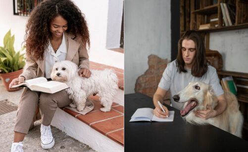 IES deben permitir el ingreso de perros de apoyo emocional